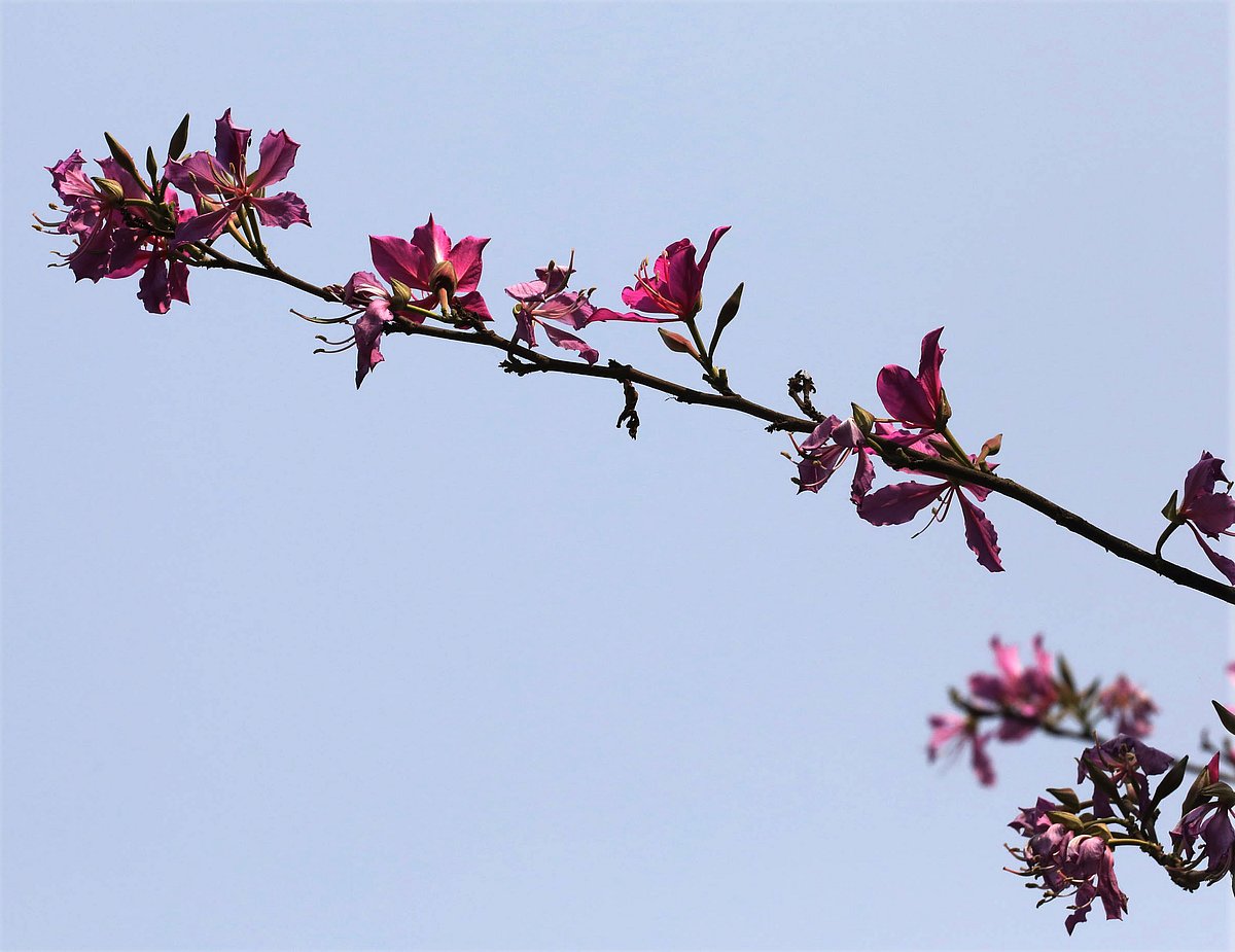 বসন্তে কাঞ্চনের বাহার