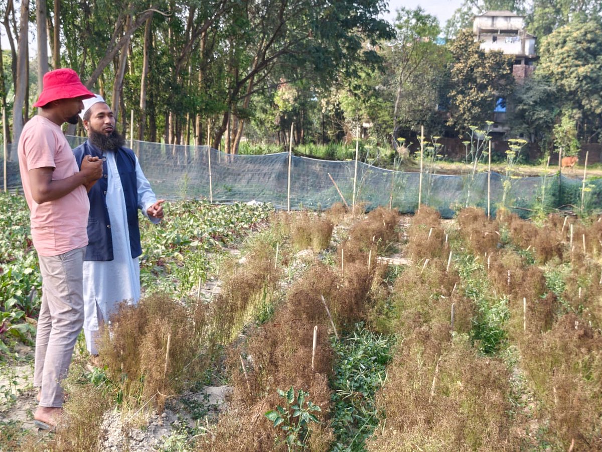 হঠাৎ রোগে আক্রান্ত হয়ে নষ্ট হয়ে যায় কৃষক কৃষক মুহাম্মদ ইমতিয়াজ হোসাইনের জিরাখেত। চট্টগ্রামের সীতাকুণ্ডের মুরাদপুর ইউনিয়নের দক্ষিণ রহমতনগর এলাকায়। সম্প্রতি তোলা