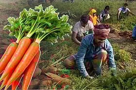 মানিকগঞ্জে গাজর চাষে ব্যাপক সাফল্য