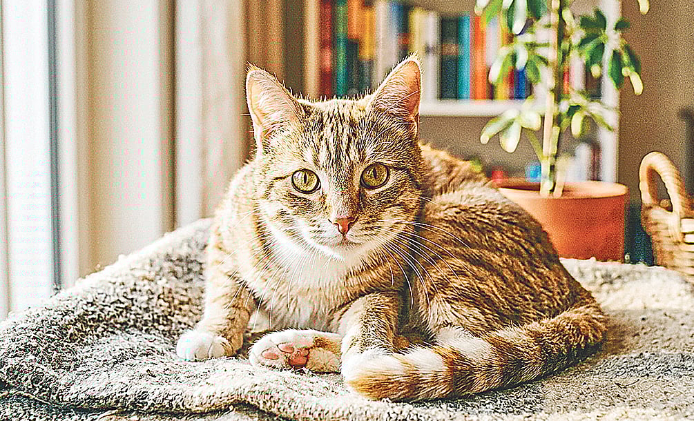 প্রতীকী ছবি