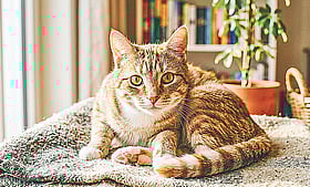 বিড়ালকে খাবার খাইয়ে দুই সপ্তাহে আয় ২৮ লাখ টাকা