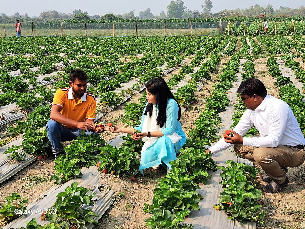 খেত থেকে স্ট্রবেরি তুলে দেখাচ্ছেন চাষি। মঙ্গলবার দুপুরে দিনাজপুরের বিরল উপজেলার রবিপুর গ্রামে