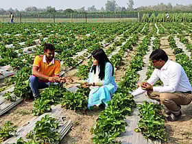 দিনাজপুরের বিরলে চার উদ্যোক্তার স্ট্রবেরি চাষ ও সাফল্যের গল্প
