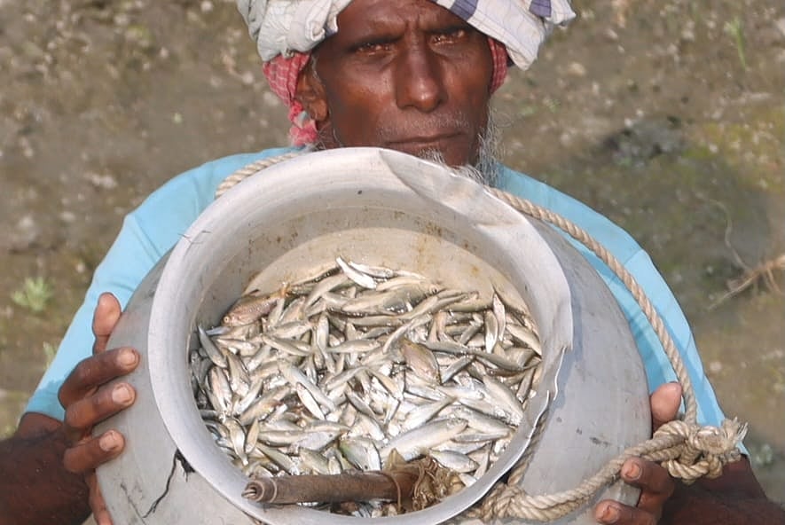 তিস্তা নদীর ‘বৈরালি’ মাছ