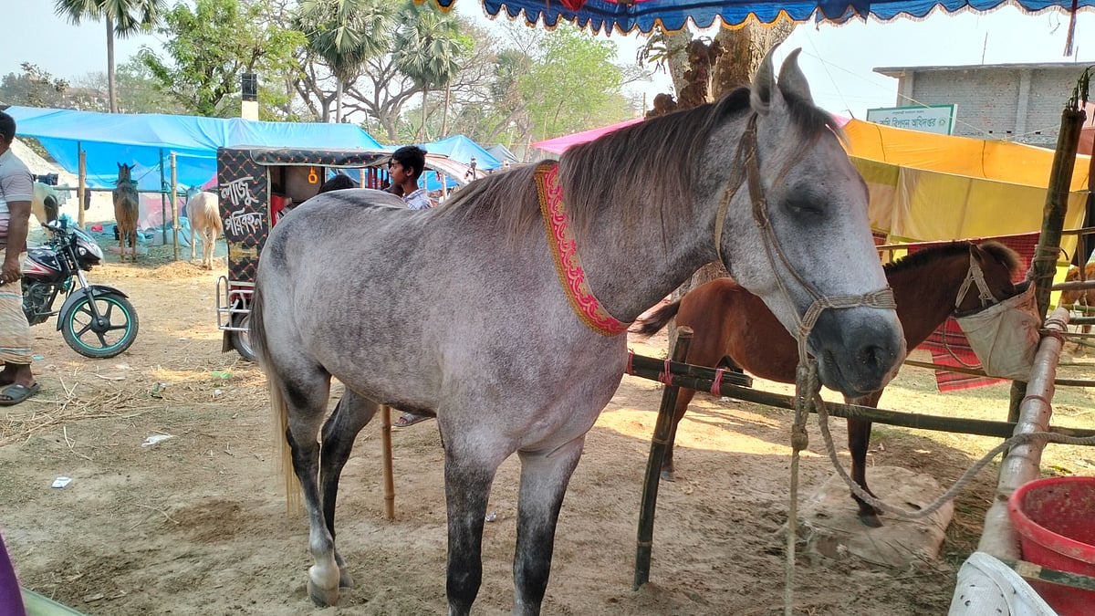 ধূসর রঙের ঘোড়াটির নাম যুবরাজ, বয়স প্রায় সাড়ে পাঁচ বছর। গতকাল বিকেলে জয়পুরহাটের আক্কেলপুর উপজেলার গোপীনাথপুর দোলপূর্ণিমা মেলায়