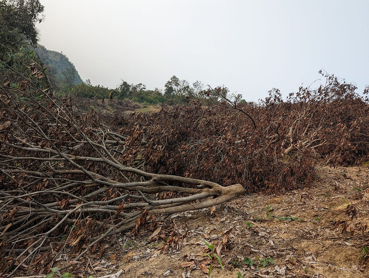 বাগানের আমগাছ কেটে ফেলে রেখেছেন চাষি। খাগড়াছড়ি সদরের গোলাবাড়ি ইউনিয়নের তুন্যমাছড়া এলাকায়। গত বুধবার তোলা