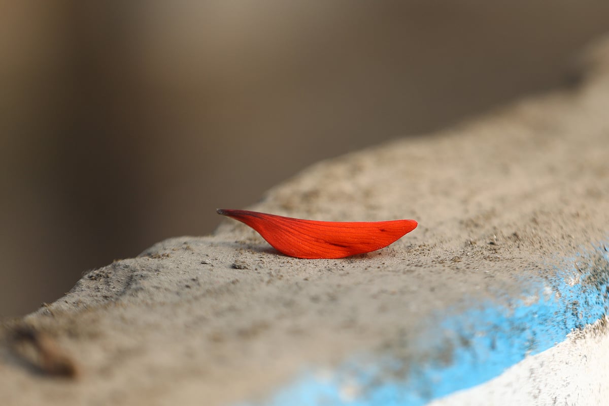 মনমাতানো মান্দার