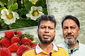 স্ট্রবেরি চাষে এক মৌসুমেই লাভ আট লাখ টাকা