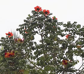 মৌলভীবাজারে অন্য গাছের ভিড়ে চোখজুড়ানো রুদ্রপলাশ