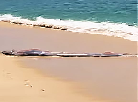 সৈকতে পড়ে আছে ‘ডুমসডে ফিশ’ বা ‘ওয়ার ফিশ’