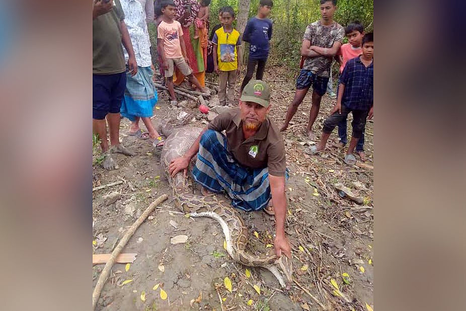 অজগরের ছাগল গিলে খাওয়ার খবরে অনেক মানুষ ঘটনাস্থলে ভিড় করেন। মঙ্গলবার সকালে বাগেরহাটের শরণখোলা উপজেলার রসুলপুর গ্রামের ভোলা নদীর চরে
