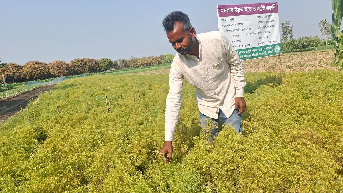 রাজশাহীর গোদাগাড়ী উপজেলার গোলাই গ্রামের চাষী আলী আজগর নিজের চাষ করা খেতের জিরা পেকেছে কি না পরখ করে দেখছেন। সম্প্রতি গোলাই গ্রামে