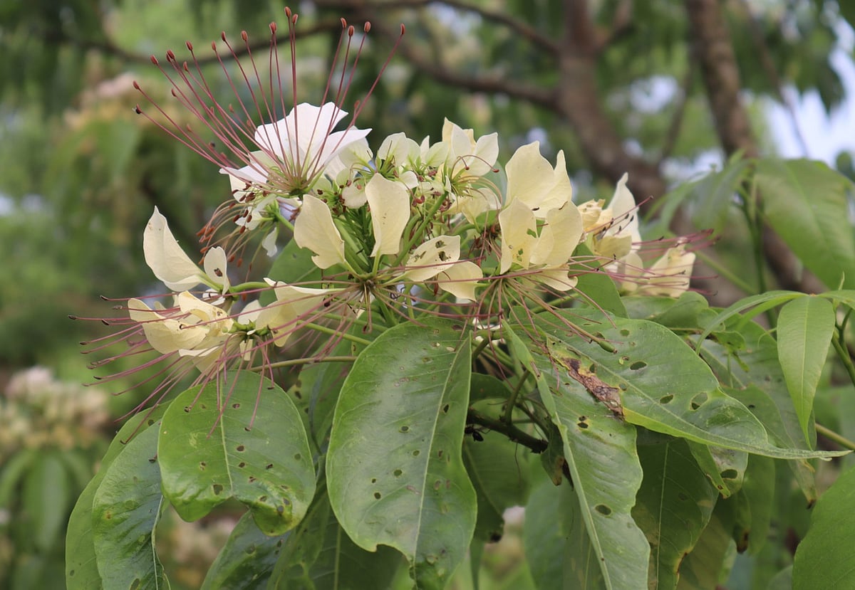 ফুটে আছে বরুণ ফুল। মঙ্গলবার বিকেলে মৌলভীবাজারের কাউয়াদীঘি হাওরপারে