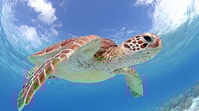 কচ্ছপের খোলস আসলে হাড়