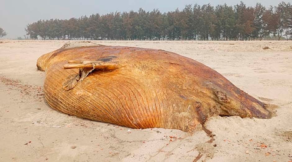 কক্সবাজারের কুতুবদিয়া সৈকতে পড়ে আছে মৃত তিমি। গতকাল সকালে