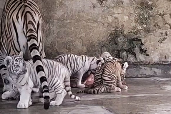 প্রায় আড়াই মাস আগে ৪ জানুয়ারি বাঘিনী বেলি চারটি বাচ্চার জন্ম দেয়।