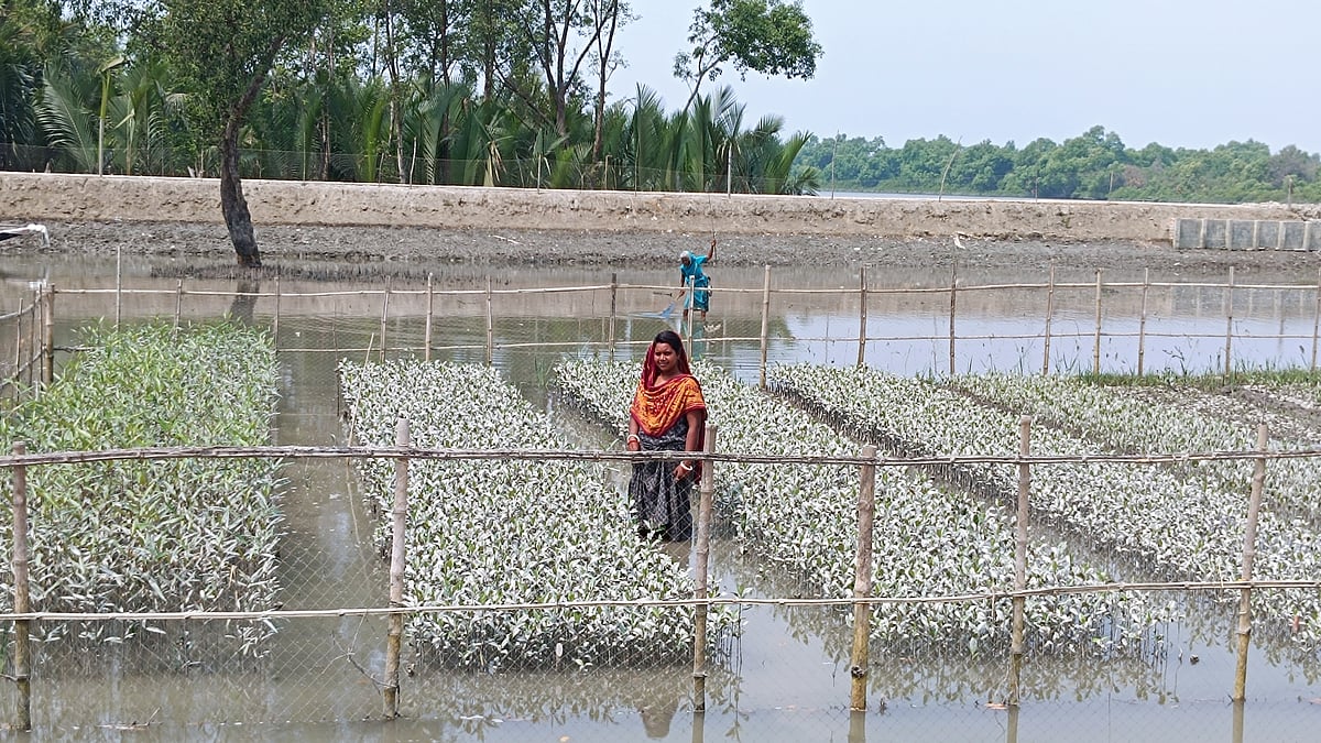 শাকবাড়িয়া নদীর চরে নারীদের হাতের তৈরি ছোট্ট ম্যানগ্রোভ নার্সারিতে কেওড়া, খলিশা, কাঁকড়া ও বাইনের চারা। স্থানীয় নারী বাসন্তী মুন্ডা চারা পরিচর্যা করছেন। রোববার কয়রার টেপাখালী গ্রামে