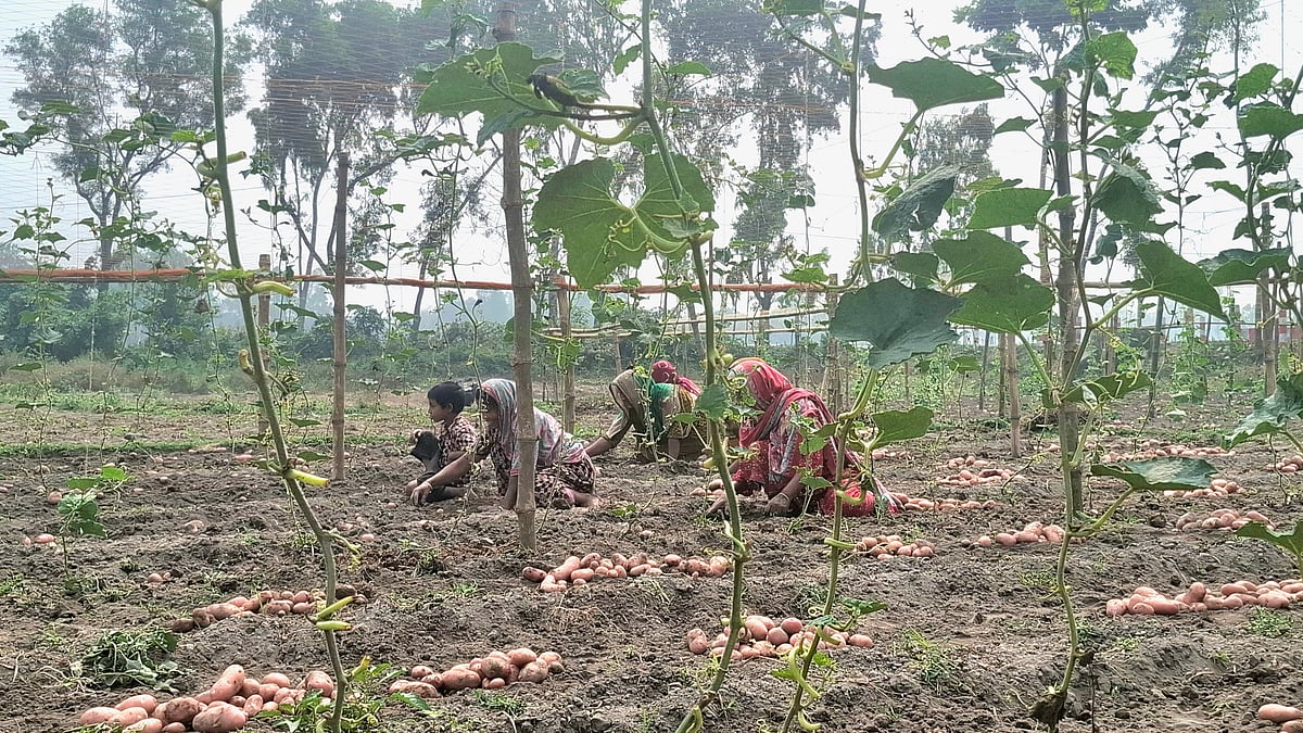 ঠাকুরগাঁও সদর উপজেলার পুটিমারী এলাকায় একই জমিতে আলুর সঙ্গে মাচায় চালকুমড়া চাষ করছেন কৃষকেরা