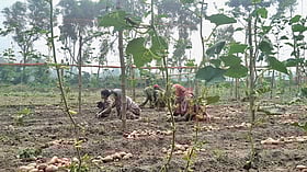 মাচায় চালকুমড়া, মাটিতে আলু—একই জমিতে দুই ফসলে বাড়ছে আয়