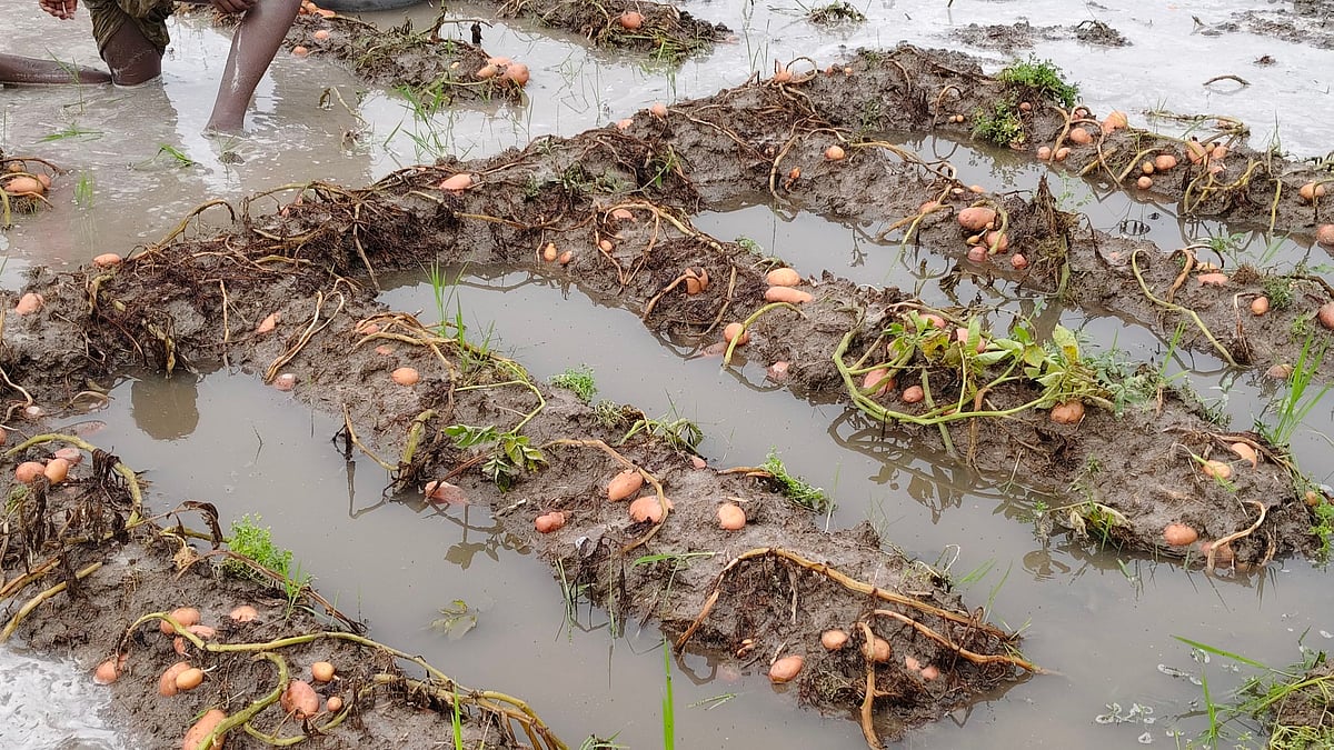 হঠাৎ ভারী বৃষ্টিতে ক্ষতিগ্রস্ত উত্তরবঙ্গের আলুখেত