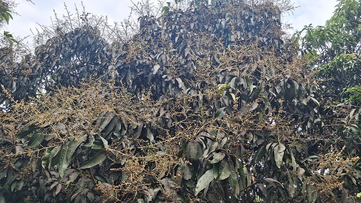 রাজশাহীতে গতকাল রোববার রাতে ৫ দশমিক ৬ মিলিমিটার বৃষ্টি হয়েছে। এটি আমের জন্য উপকারী বলে কৃষক ও কৃষি কর্মকর্তারা জানিয়েছেন। আজ সোমবার নগরের মোহনপুর এলাকায় বৃষ্টির পর আমগাছের চিত্র