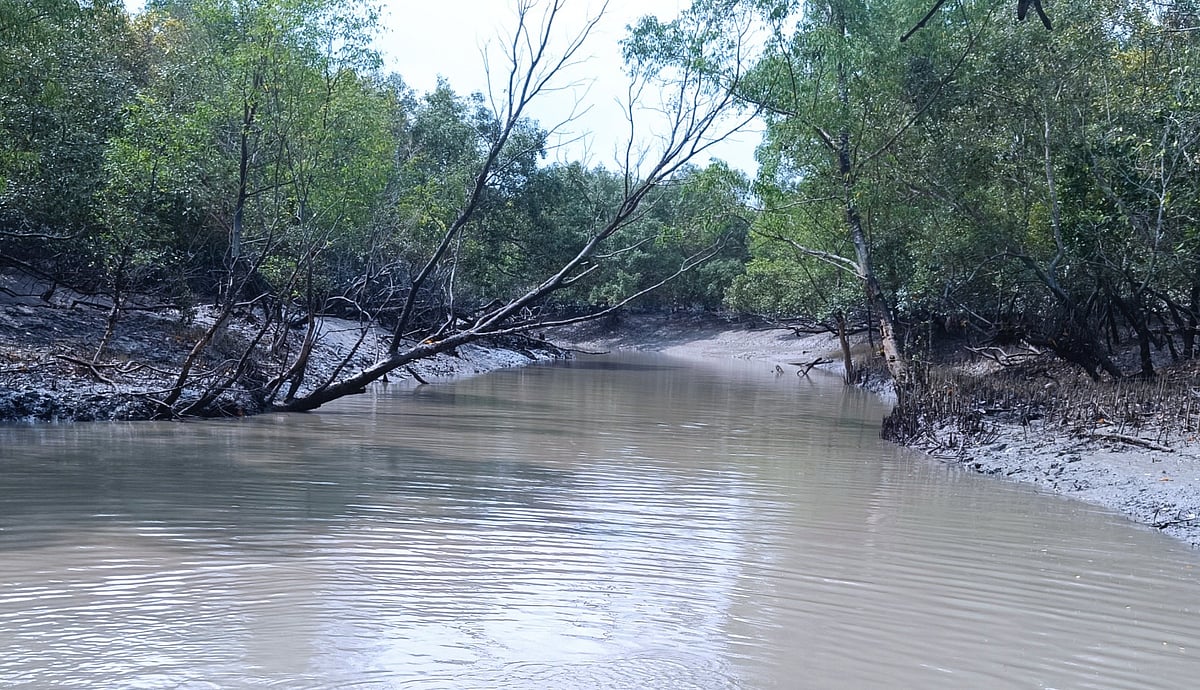 নদী ও গাছপালায় ঘেরা সুন্দরবনের মনোরম দৃশ্য। ১৩ ফেব্রুয়ারি খুলনার কয়রা উপজেলায় সুন্দরবনের শাকবাড়িয়া নদীসংলগ্ন এলাকায়