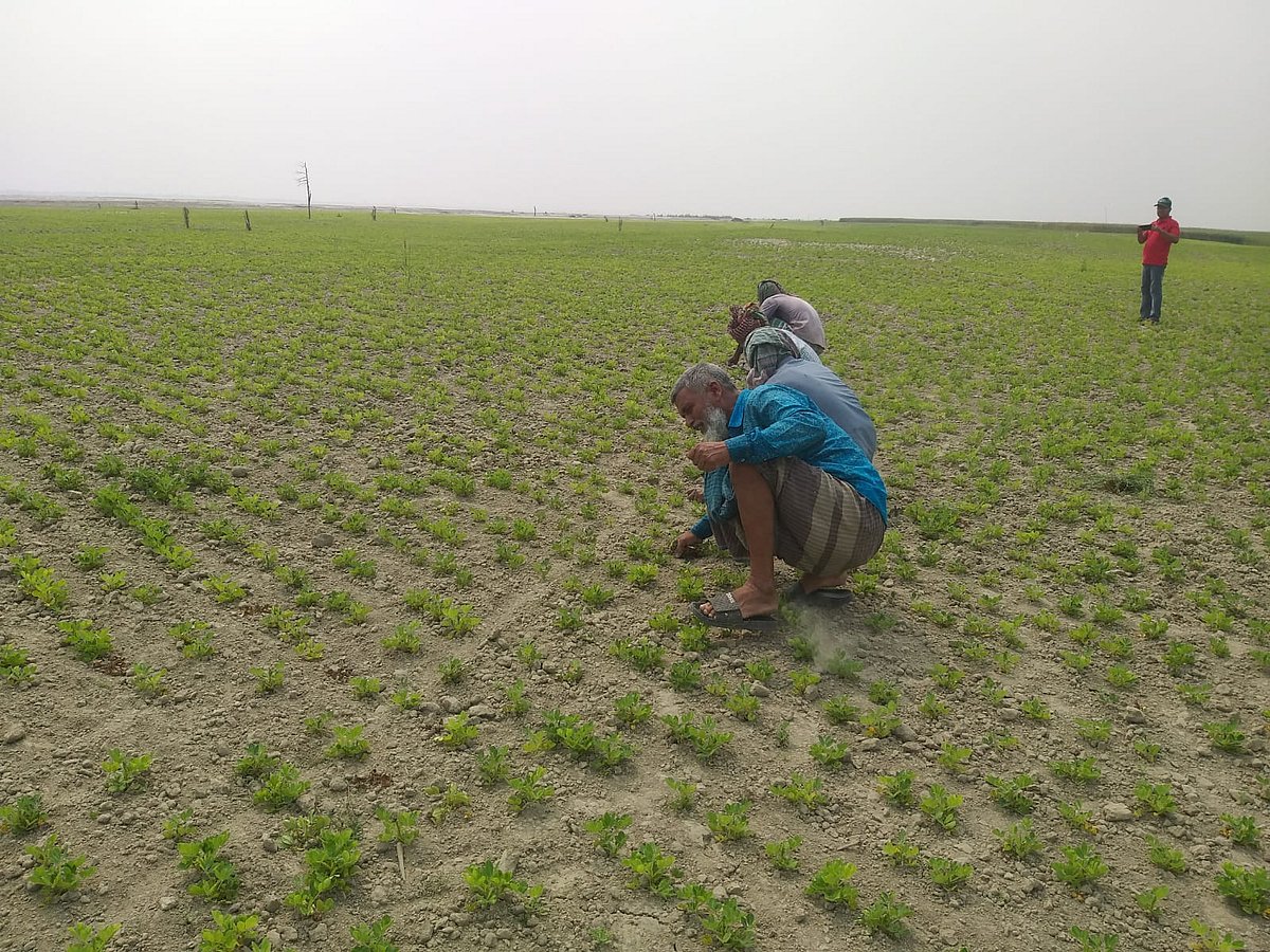 প্রায় ৪০ বছর পর পদ্মার বুকে জেগে ওঠা জমিতে কৃষকদের ব্যস্ততা। ১১ মার্চ দুপুরে রাজশাহীর বাঘা উপজেলার পাকুড়িয়া এলাকায়