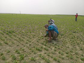 ৭৪০ কোটির প্রকল্পে পদ্মায় জেগেছে ফসলের মাঠ, আর বালু না তোলার দাবি