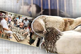 শত বছরের কবুতরের হাট, সপ্তাহে বিক্রি ৩০–৪০ লাখ টাকা
