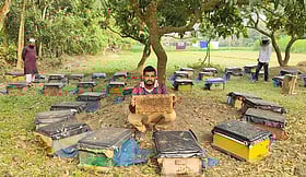 মঙ্গলবাড়িয়ার লিচুবাগানে মৌ চাষে বাড়ছে ফলন ও আয়