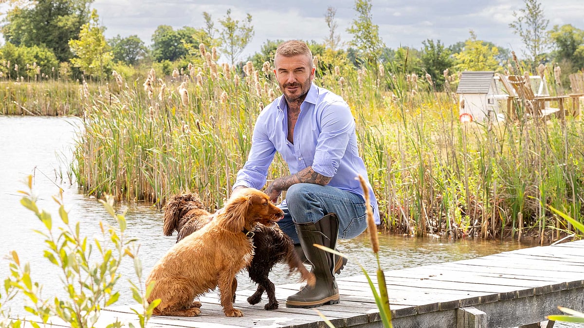 খামারবাড়িতে পোষ্যদের সঙ্গে স্যার ডেভিড বেকহাম