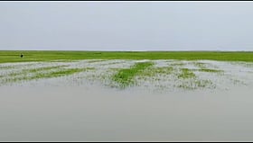 অতিবৃষ্টি ও শিলায় হাওরের বোরো ধান বিপদে