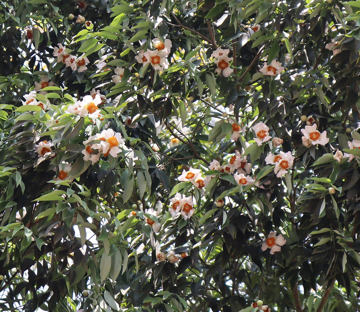 গাছজুড়ে দুলছে নাগেশ্বর। মঙ্গলবার মৌলভীবাজার শহরের কোর্ট রোডে