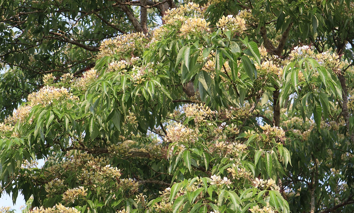 ডালে ডালে ফুলের উচ্ছ্বাস। শুক্রবার সকালে মৌলভীবাজার শহরের মনু নদের পাড়ে সৈয়ারপুরে