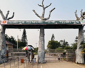 ঈদে নতুন ৩ সিংহের সঙ্গে দেখা হবে সাফারি পার্কে, খোলা থাকবে মঙ্গলবারও