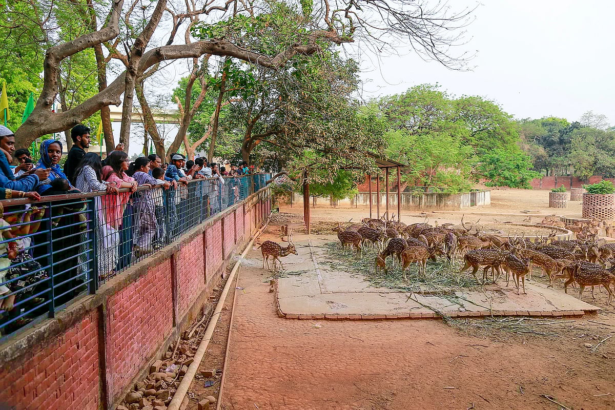 ঢাকার মিরপুরে জাতীয় চিড়িয়াখানায় হরিণের বিচরণ দেখতে ভিড় জমে দর্শনার্থীদের