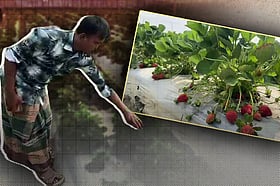 স্ট্রবেরি চাষ করে লাখ টাকা আয় কাইছারের