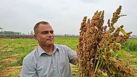 ঠাকুরগাঁওয়ে সুপারফুড কিনোয়া চাষ, বিক্রি নিয়ে দুশ্চিন্তা কৃষকদের