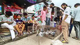 শতবর্ষী গ্রামের হাটে সপ্তাহে ৪০ লাখ টাকার কবুতর বিক্রি