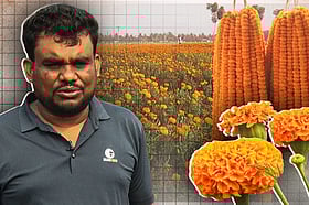 ফুল উৎপাদনে দেশের দ্বিতীয় রাজধানীর কৃষকরা কেন ক্ষতির মুখে