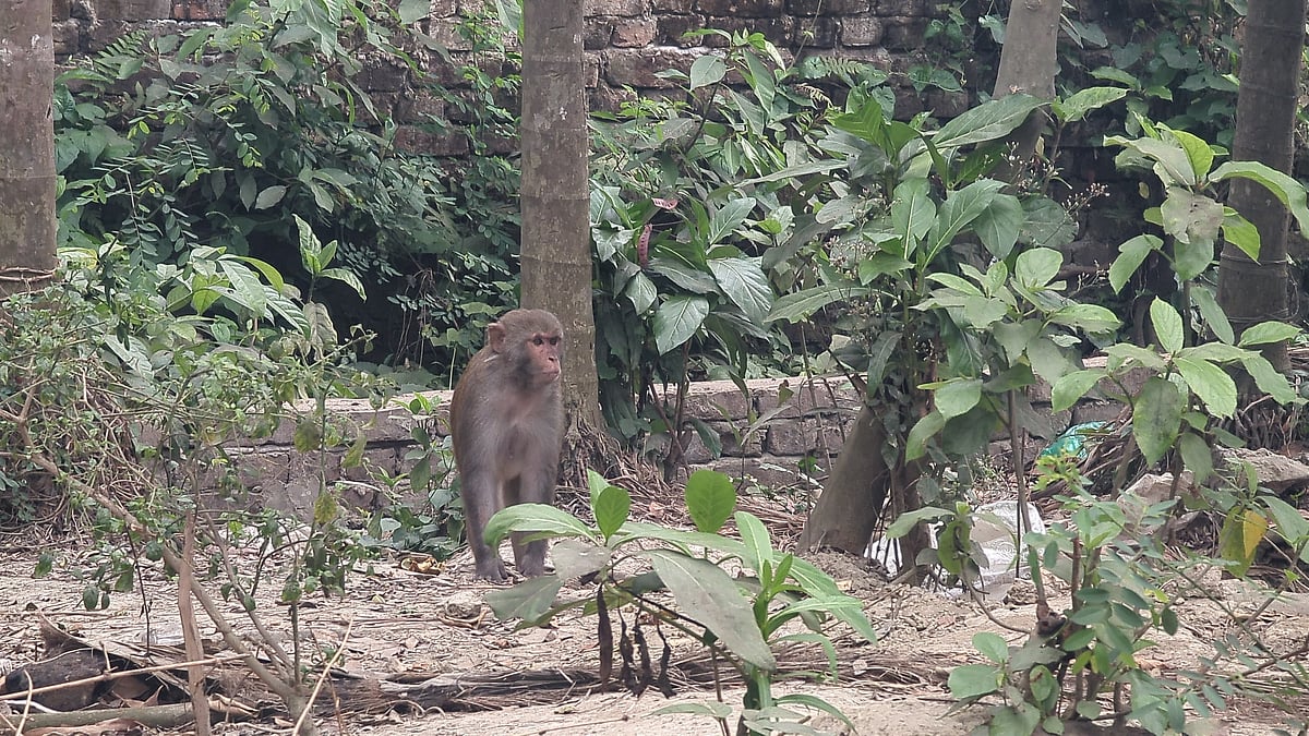 শরীয়তপুরের তিনটি গ্রামে কয়েক হাজার বানরের বসবাস। খাবার না পেয়ে বানরের দল লোকালয়ে হানা দেয়। নড়িয়া উপজেলার কার্তিকপুর পালপাড়া এলাকায়