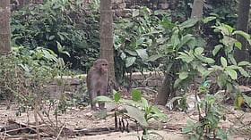 শত শত বানরের চিৎকার-চেঁচামেচিতে ঘুম ভাঙে যে এলাকার মানুষের