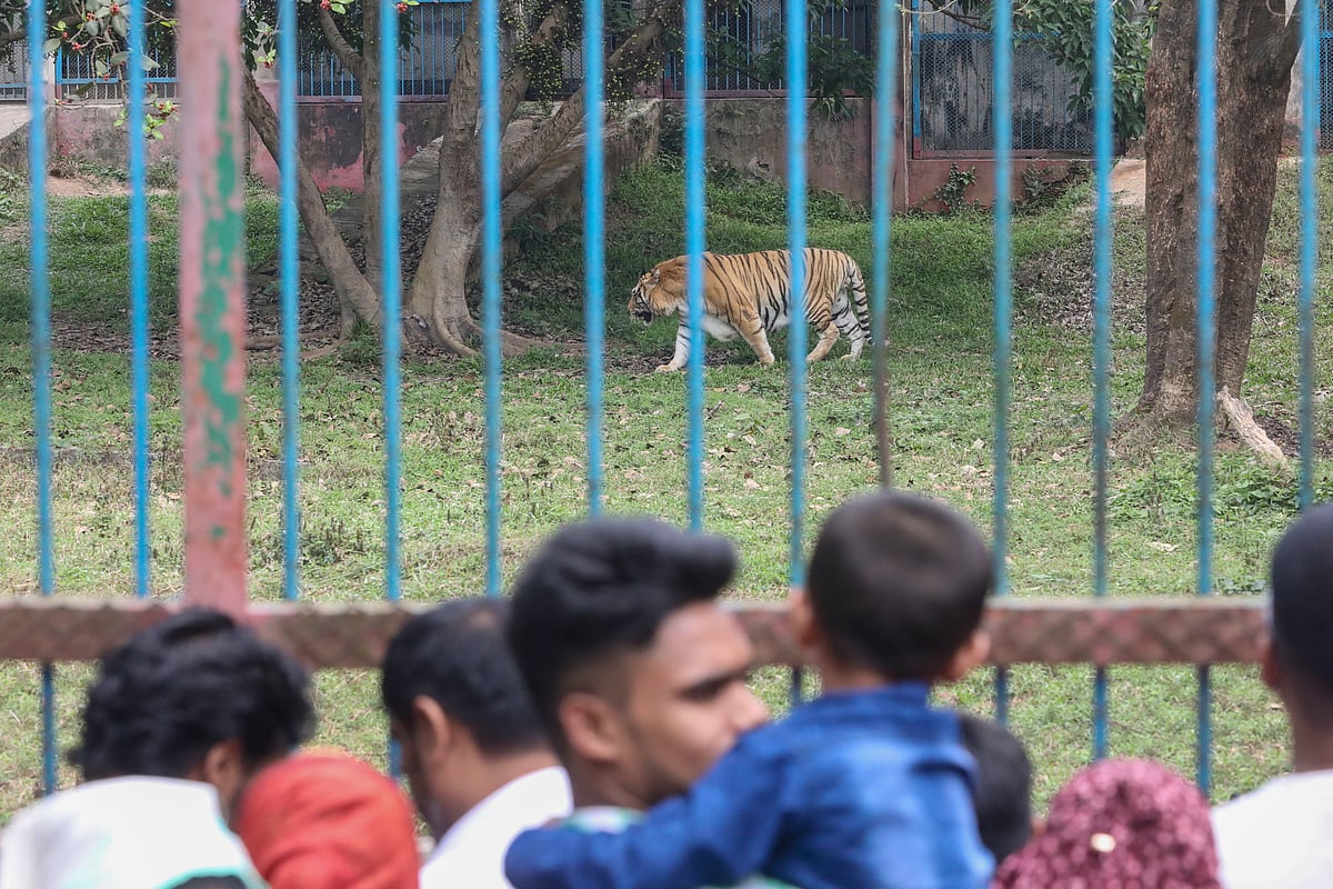 অনেকক্ষণ অপেক্ষার পর খাঁচা থেকে উঠে হাঁটতে শুরু করে বাঘ, তা দেখেই উচ্ছ্বাস দর্শনার্থীদের মধ্যে। ২৩ মার্চ, জাতীয় চিড়িয়াখানা