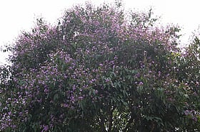 লাগানো হবে ২৫ কোটি গাছ, অগ্রাধিকার দেশীয় প্রজাতিতে