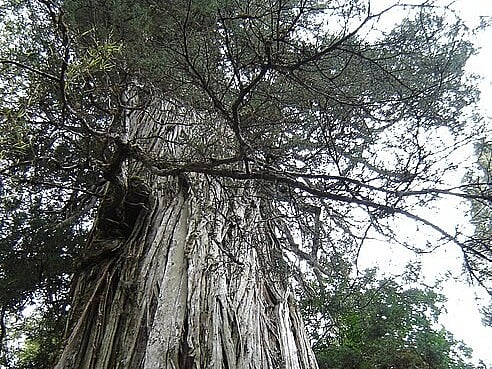 গ্র্যান আবুয়েলো গাছ