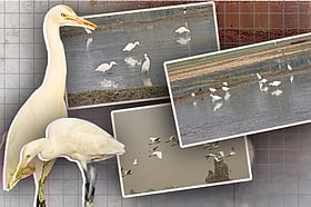 ফসলের সুরক্ষা দিচ্ছে বক, হয়ে উঠছে মানিকগঞ্জের ‘কৃষকের বন্ধু’