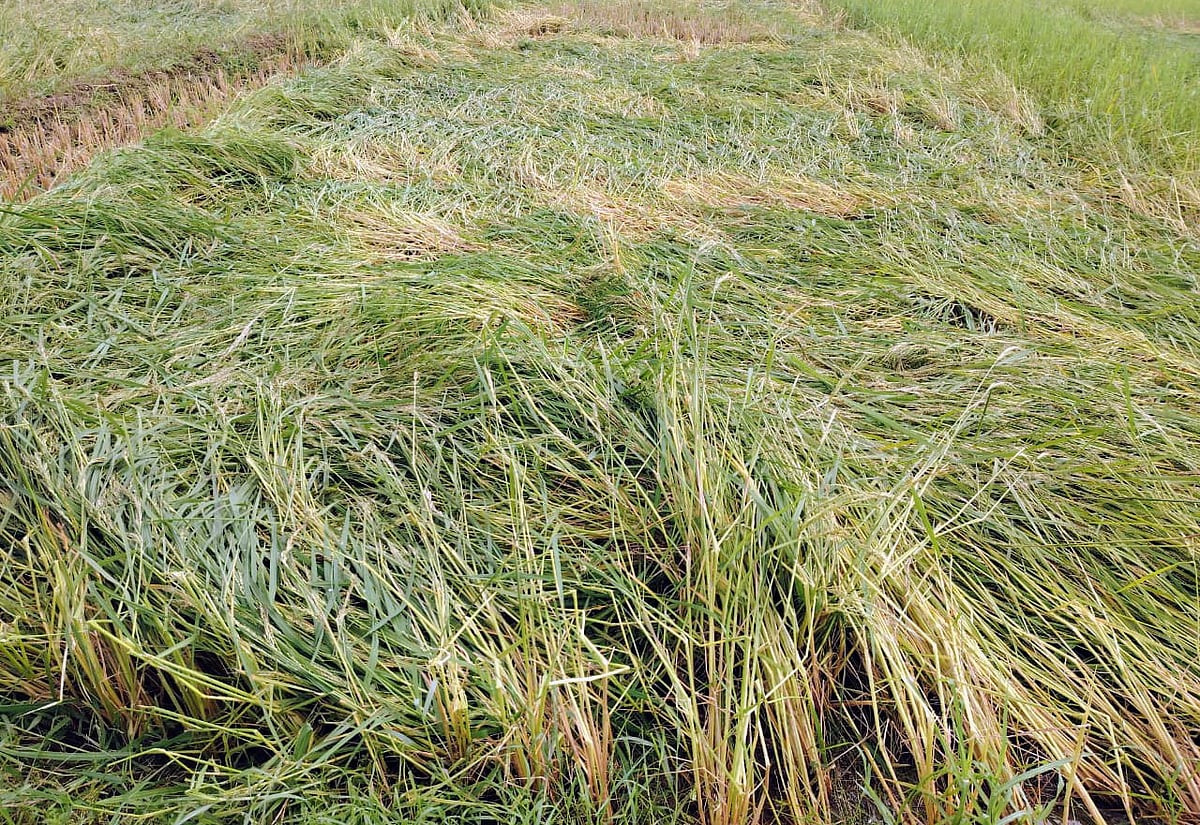 কিশোরগঞ্জের বিভিন্ন উপজেলায় শিলাবৃষ্টিতে বোরো ধানের ব্যাপক ক্ষয়ক্ষতি হয়েছে। বুধবার বিকেলে মিঠামইনের ঢাকি এলাকায়