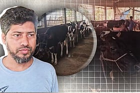 গাভির খামারে সফল মাহামুদুল, অন্যরাও হাঁটছেন তাঁর পথে