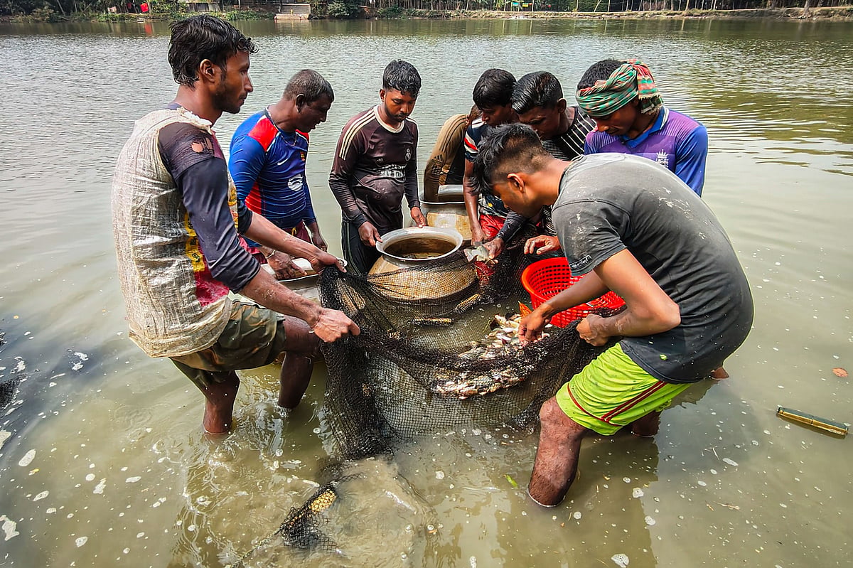 জাল টেনে বড় পুকুরের মাছ ধরতে ব্যস্ত মৎস্য শ্রমিকেরা।গাড়াখোলা, ফুলতলা উপজেলা, খুলনা