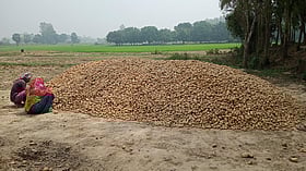 রাজশাহীতে বস্তাসংকটে পড়ে যাচ্ছে আলুর দাম